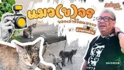 แมว(ข)จร บอกเล่าชีวิตแมวจรผ่านภาพถ่าย