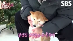 [예고] 매혹적인 미소로 잘생긴 남자를 유혹하는 미남 탐지견 유키의 취향은?!? | TV 동물농장 | SBS