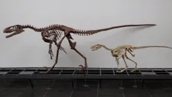 Filmfehler in Jurassic Park: Velociraptor war in Wirklichkeit gar nicht so groß!