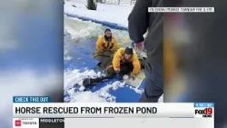 Horse rescued from frozen pond