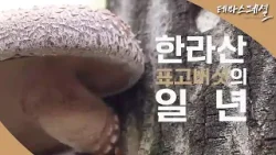 [#테마스페셜] 한라산 표고버섯의 일 년 / G1 방송 / 2026.02.07