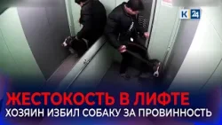Полиция Краснодара ищет мужчину, избившего собаку в лифте за плохое поведение