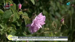 Розовата долина кандидатства за включване в нематериалното културно наследство на ЮНЕСКО